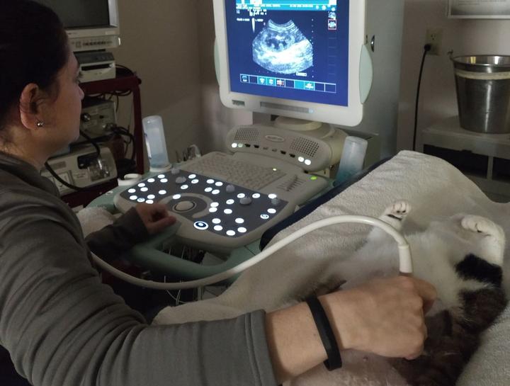 Pet Ultrasound