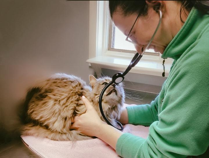 Cat veterinary