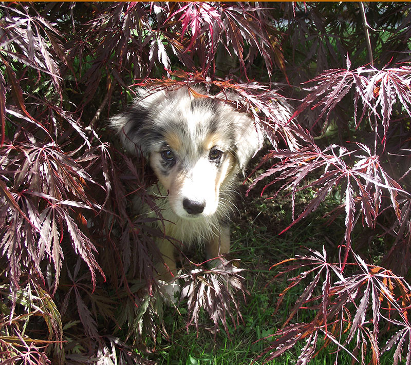 Canandaigua Pet Resources