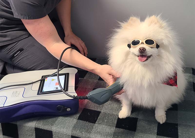 Pet Laser Therapy, Canandaigua