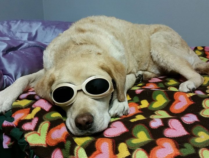 Daycare For Laser Therapy Patients
