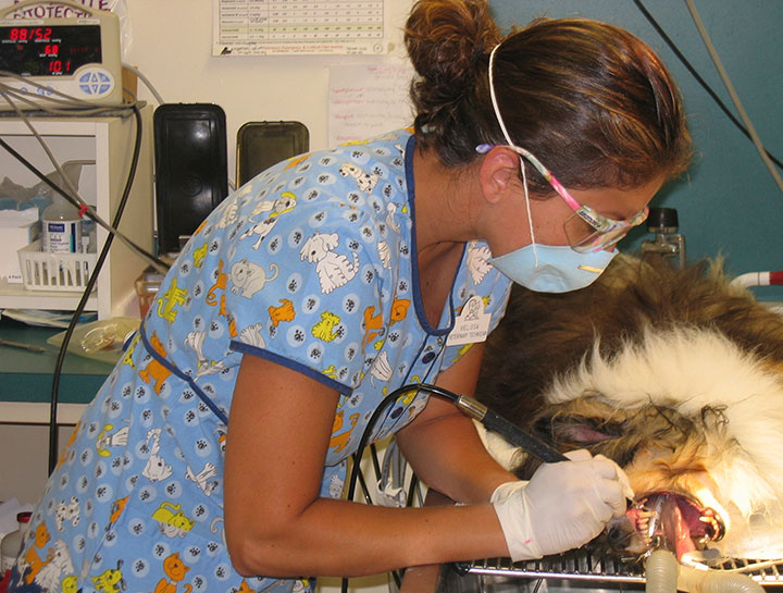 $City Pet Dentists