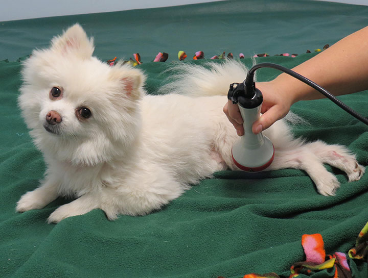 Laser Therapy for Dogs