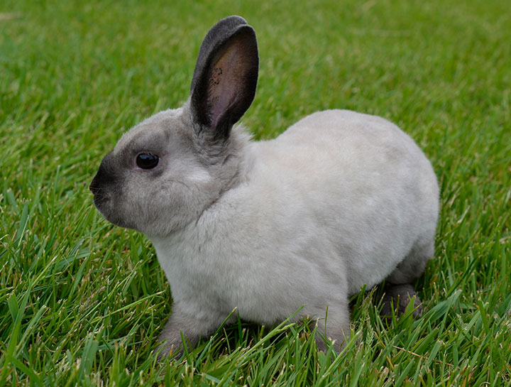 Canandaigua Small Animal Veterinarian